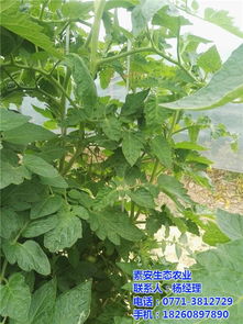 西紅柿營養素與素安營養素 農副土特產品中的健康選擇